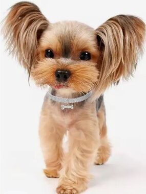 Sparkling Silver Rhinestone Fur Baby Dog Collar